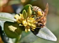 阳光下的黄色花朵与蜜蜂的邂逅：自然中的和谐乐章