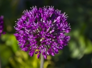 在虚化的背景中，独特的紫色花朵在户外自然植物上绽放，散发着迷人的芬芳