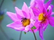 在虚化的背景中，自然粉色花朵与昆虫共舞，展示着生命的奇妙与和谐