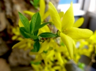室内的自然诗意：黄色花朵与绿色叶子的宁静对话