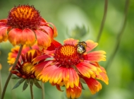大自然的乐章：橙花与蜜蜂的和谐共舞