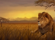 草原之夜的守护者：雄狮在傍晚攀爬草堆的独特瞬间