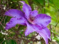 紫梦轻舞：虚化背景中自然美丽的紫色花朵植物