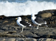 阳光与海浪的协奏：沙滩上野生鸟类的自由之舞