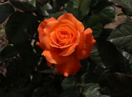 阳光与橙花的浪漫之约：户外自然中的玫瑰之舞