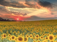 广角下的夕阳之恋：金黄向日葵的绚烂绽放