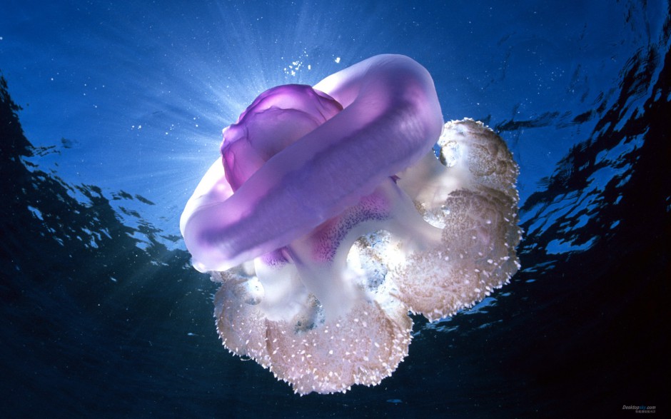 ¸ϵеˮĸֽ