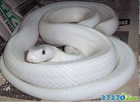 šӰ