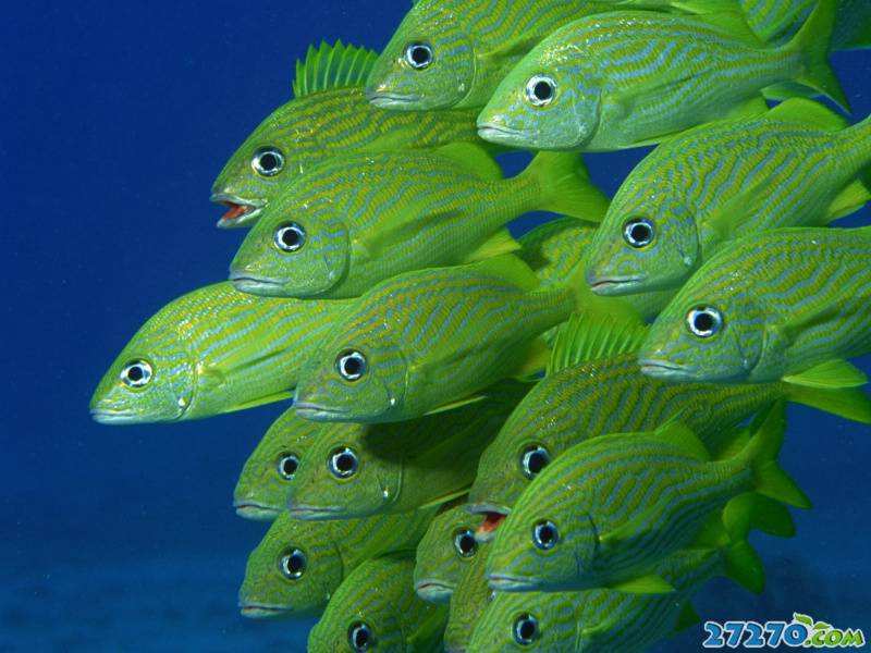 特写海底生物 海底的世界