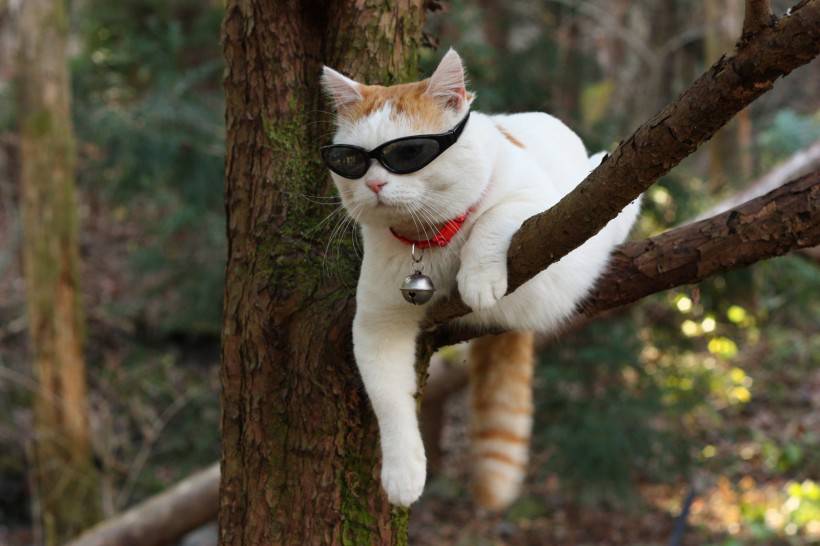 èͼƬ