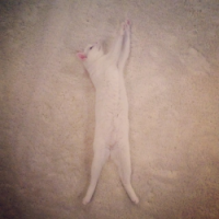 ȳèΨͷ