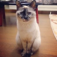 呆萌宠物猫咪唯美头像集