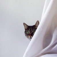 ȳèΨͷ