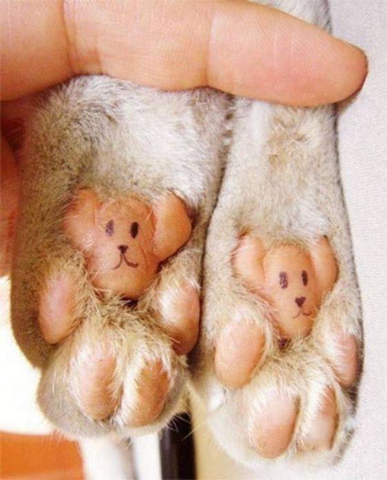 可爱动物搞笑图片之狗爪小熊