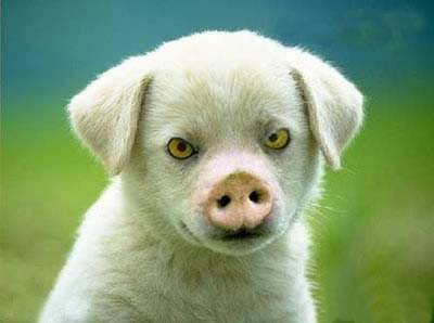 猪狗不如的动物恶搞图片