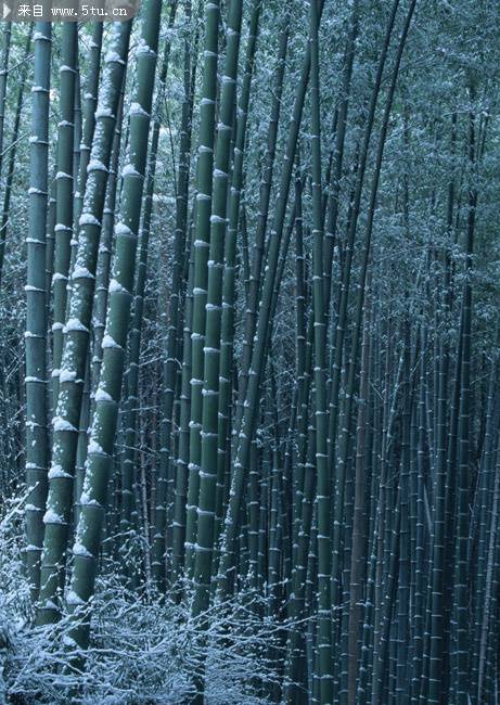 苍白的雪中竹林高清照片