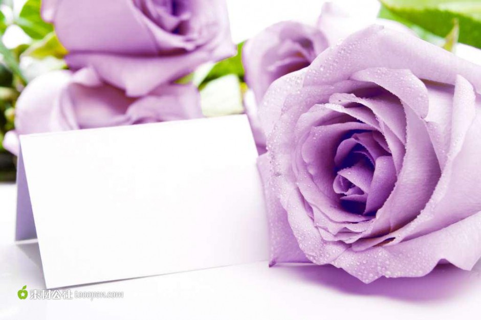 代表浪漫真情的紫玫瑰图片