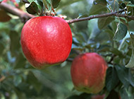 挂在树上的红苹果图片