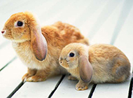 可爱小宠物兔子高清图片