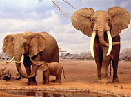 野生群居大象动物图片