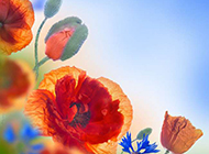 风姿卓约的罂粟花图片