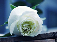 纯洁白玫瑰浪漫情人节高清图
