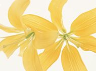 两朵黄百合花瓣图片