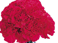 深红色的康乃馨花束图片素材