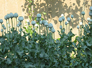 白色罂粟花摄影图片