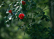 盛开的红山茶花图片