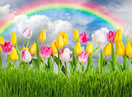 雨后彩虹下的郁金香图片
