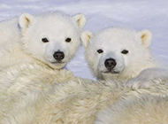 冰雪世界里的小北极熊图片