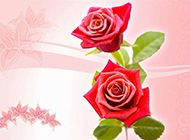 粉色玫瑰花百合花纹幻灯片背景图片