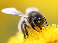 花丛中忙碌飞舞的小蜜蜂图片