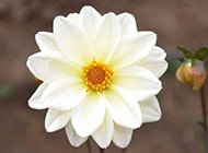 唯美素雅白色大花的植物图片