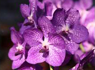 紫色兰花图片精美背景素材