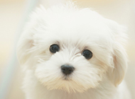可爱狗狗纯白比熊图片