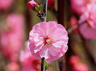 日本樱花图片高清背景素材