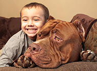 大型比特犬狗狗和宝宝图片