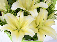 百合花优雅白色鲜花背景图片素材