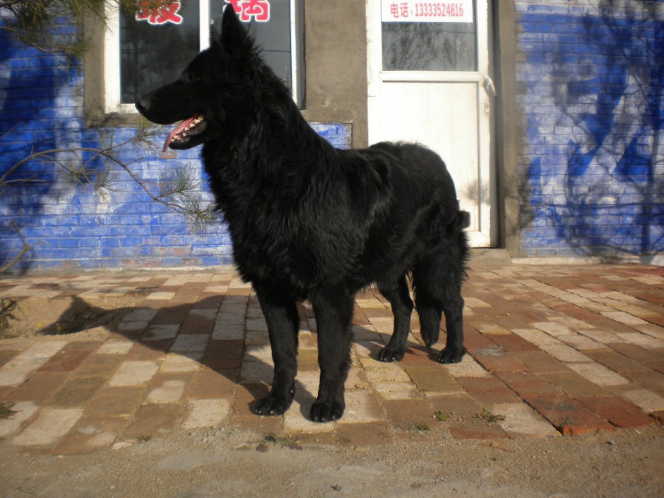 忠厚雄壮的黑熊犬图片