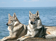 海边优雅眺望的捷克狼犬图片