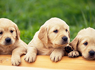 黄色拉布拉多犬幼犬图片欣赏