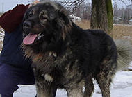最强壮的狗俄罗斯高加索犬图片