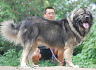 世界大型猛犬高加索犬图片