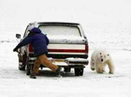 北极熊卖萌搞笑图片之看你往哪里跑