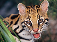 纯种的孟加拉豹猫头部特写图片