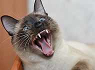 现代暹罗猫惊恐表情图片