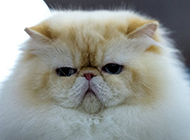 喜马拉雅种猫图片表情丑萌