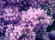 紫色的花海精美图片赏析